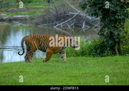 Tigre Bengala (Panthera tigris Tigris), principe di riserva della tigre di Bandipur, sfondo verde bello della foresta, una tigre maschile enorme che cammina Foto Stock