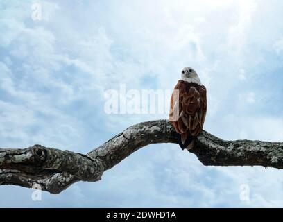 Un affascinante uccello iconico che continua a rotolare nel cielo!!Brahminy aquila di mare con schienale rosso o aquila di mare seduta su un bastone nel sfondo blu cielo Foto Stock