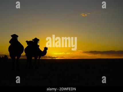 Splendido tramonto nella steppa della Mongolia con le forme di un gruppo di cammelli Foto Stock