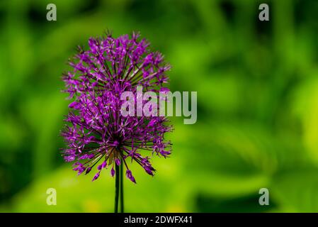 Fiore viola organico archetto decorativo, primo piano su sfondo erba, Allium rosenbachianum Foto Stock