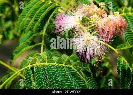 Primo piano: Fiori lilla e foglie di Albizia Lankaran. Foto Stock