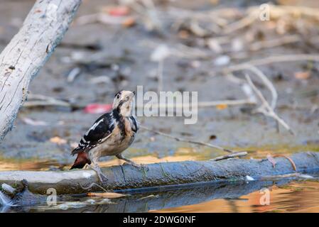 Picchio siriano o Dendrocopos syriacus vicino al ramo. Foto Stock