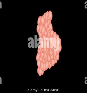 Ghiandola salivare parotide. La struttura della ghiandola salivare parotide. Illustrazione vettoriale su sfondo isolato Illustrazione Vettoriale