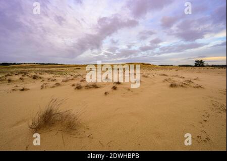 Dune di sabbia con erba sotto un cielo nuvoloso a Hoge Veluwe NP, Paesi Bassi Foto Stock