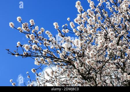 Fioritura primaverile sull'albero di prunus contro il cielo blu Foto Stock