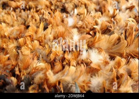 Enorme collezione di marrone piume di pollo. Piumaggio sfondo tappeti o texture. Foto Stock