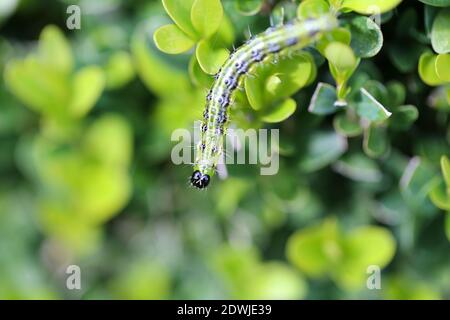 Buchsbaumzünsler, bruco di falce di alberi, Cydalima perspectalis Foto Stock