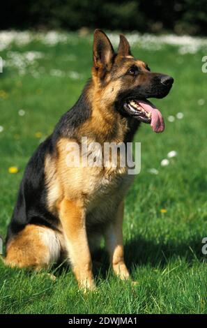 Cane da pastore tedesco in piedi sul prato, con lingua fuori Foto Stock