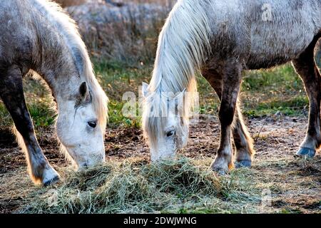 Camargue cavalli mangiare erba, Saintes Marie de la Mer nel sud della Francia Foto Stock