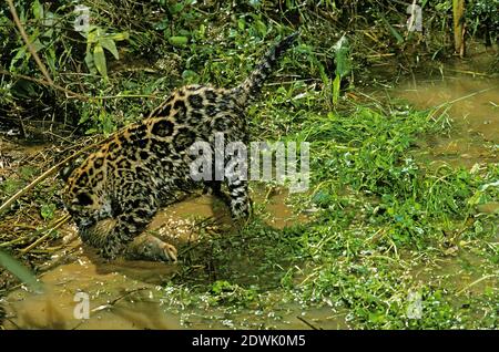 Jaguar, panthera onca, Cub con pesce Foto Stock