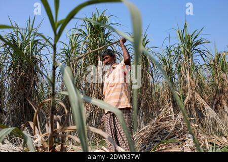 Naogaon, Bangladesh. 23 dicembre 2020. Nur Mohammad (60), un agricoltore del Bangladesh raccoglie il raccolto di canna da zucchero in un campo di Chilimpur villaggio a Dhamoirhat, circa 50 km a nord del distretto di Naogaon. Credit: MD Mehedi Hasan/ZUMA Wire/Alamy Live News Foto Stock