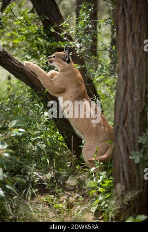 Caracal caracal caracal, caccia, Namibia Foto Stock