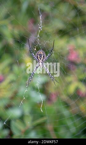 Un bellissimo Wasp Spider, Argiope bruennichi, mangiando una mosca che ha catturato nella sua rete Foto Stock