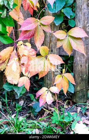 Foglie verdi e gialle di autunno su una recinzione di legno Foto Stock