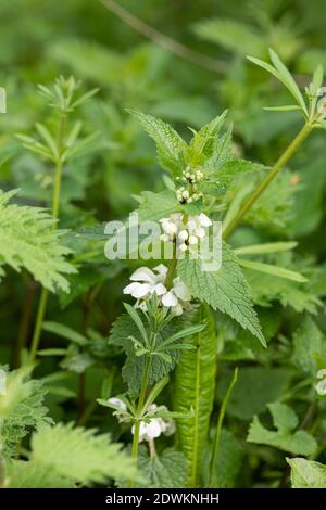 Primo piano di un album in fiore di Lamium - White Dead Ortica che pingia ortica in un bosco inglese Foto Stock