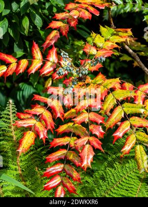 Mahonia Japonica conosciuto anche come l'uva Oregon un arbusto sempreverde giardino nativo dell'Asia, foto stock Foto Stock