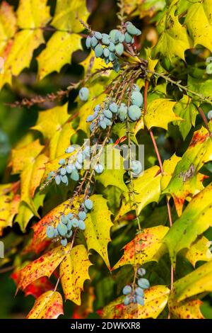 Mahonia Japonica conosciuto anche come l'uva Oregon un arbusto sempreverde giardino nativo dell'Asia, foto stock Foto Stock