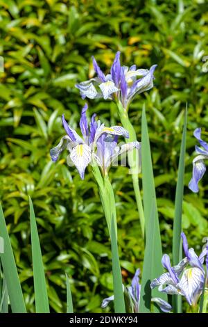 Iris missouriensis una pianta fiorente di primavera con un fiore di primavera viola blu comunemente noto come Fla Missouri o bandiera blu occidentale, foto di stock imag Foto Stock