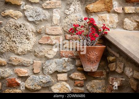 Vecchio muro con un bellissimo fiore rosso Foto Stock