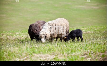 Agnelli che pascolano in un campo verde Foto Stock