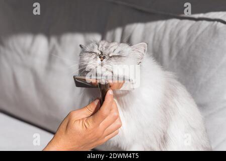 Mano dell'uomo che combatte il gatto persiano grigio. Dolce gatto godendo mentre è spazzolato. Foto Stock