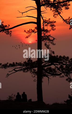 silhouette pineta foresta tropicale cielo colorato e nuvola con Gli uccelli si raggruppano quando il tramonto e il paesaggio dell'alba dalla natura asiatica viaggi Foto Stock