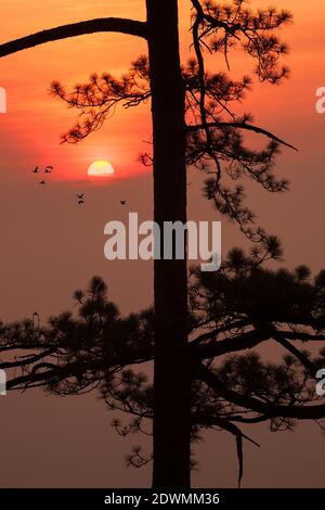 silhouette pineta foresta tropicale cielo colorato e nuvola con gli uccelli si raggruppano quando il tramonto e il paesaggio dell'alba dalla natura asiatica viaggi Foto Stock
