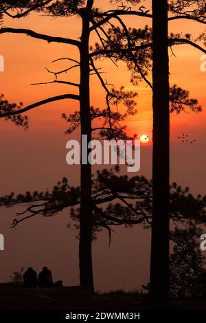 silhouette pineta foresta tropicale cielo colorato e nuvola con Gli uccelli si raggruppano quando il tramonto e il paesaggio dell'alba dalla natura asiatica viaggi Foto Stock