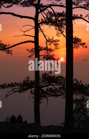 silhouette pineta foresta tropicale cielo colorato e nuvola con Gli uccelli si raggruppano quando il tramonto e il paesaggio dell'alba dalla natura asiatica viaggi Foto Stock
