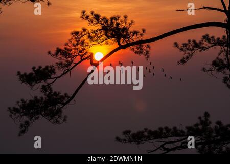 silhouette pineta foresta tropicale cielo colorato e nuvola con gli uccelli si raggruppano quando il tramonto e il paesaggio dell'alba dalla natura asiatica viaggi Foto Stock