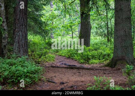 splendido paesaggio collinare nella zona di conservazione della natura del lido di lueneburger, germania Foto Stock