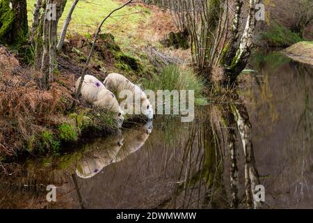 Pecore che bevono lungo il Monboccuthshire e Brecon Canal, vicino a Llangynidr, Powys Foto Stock