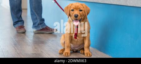 Labrador cucciolo con il suo proprietario su un guinzaglio al accoglienza di una moderna pratica veterinaria Foto Stock