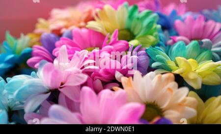 Arcobaleno Daisies. Fiore arcobaleno. Bouquet di fiori arcobaleno in fiore, fuoco selettivo. Multi colorato Daisy fiori motivo sfondo Foto Stock