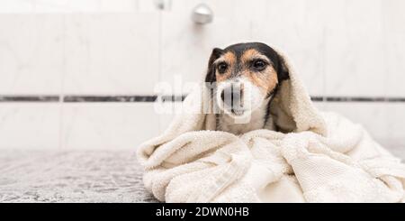 Carino piccolo Jack Russell terrier. Cane avvolto in un tovagliolo dopo il bagno e guardando in avanti alla macchina fotografica. Foto Stock