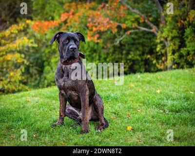 Un grande cane di razza mista di canna marrone scuro corso seduto su erba verde in un parco il giorno d'autunno con foglie arancioni e gialle sullo sfondo. Foto Stock