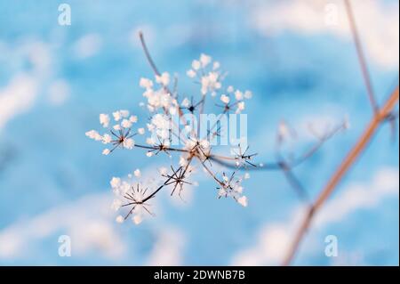 Sfondo blu invernale con pianta secca ricoperta di crime e neve, fuoco selettivo. Primo piano dei fiori invernali, concetto minimalista, design, astratto, tex Foto Stock