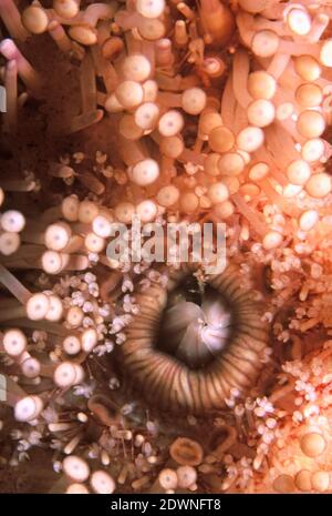 Bocca di riccio marino comune o commestibile (Echinus esculentus) sott'acqua, Regno Unito. Foto Stock