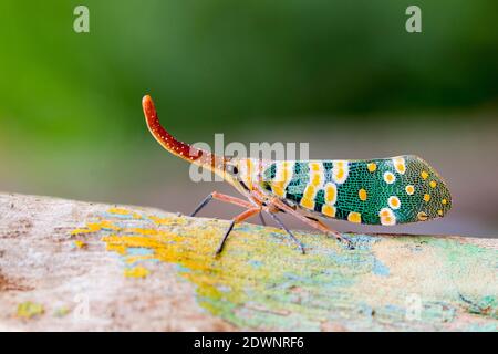 Immagine di Pirops candelaria o Lanterna volare su sfondo natura. Bug, Insect. Foto Stock