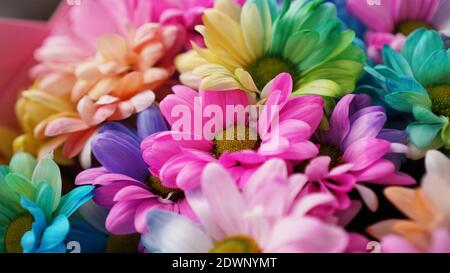 Arcobaleno Daisies. Fiore arcobaleno. Bouquet di fiori arcobaleno in fiore, fuoco selettivo. Multi colorato Daisy fiori motivo sfondo Foto Stock