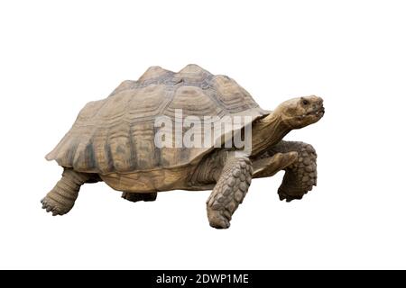 Immagine di tartaruga isolata su sfondo bianco. Animam selvaggio. Foto Stock