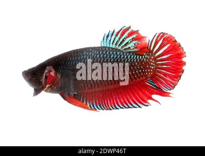 Immagine di un pesce da combattimento su sfondo bianco. (Betta splendens) Foto Stock