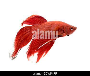 Immagine di un pesce da combattimento su sfondo bianco. (Betta splendens) Foto Stock