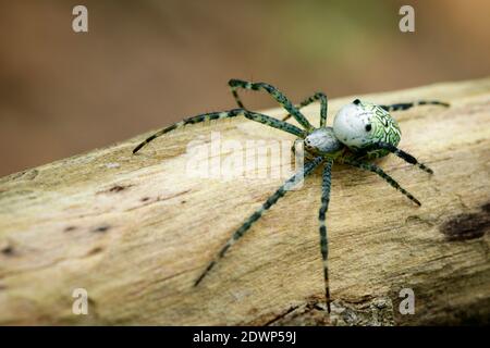 Immagine di Cyrtophora molucensis Spider(Male)(Doleschall, 1857., Tent Spider) sul legno sullo sfondo della natura. Animale di insetto Foto Stock