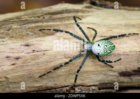 Immagine di Cyrtophora molucensis Spider(Male)(Doleschall, 1857., Tent Spider) sul legno sullo sfondo della natura. Animale di insetto Foto Stock