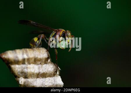 Immagine di una piccola vespa di carta marrone (Ropalidia rivolualis) e nido di vespa sullo sfondo della natura. Animale di insetto Foto Stock