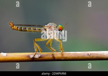 Immagine di una mosca ladrone (Asilidae) su un ramo sullo sfondo naturale. Animale di insetto Foto Stock