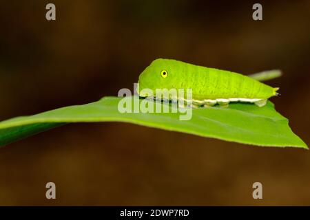 Immagine di Green Common Jay caterpillar (Graphium doson evemonides) su foglia verde. Insetto. Insetto. Animale. Foto Stock