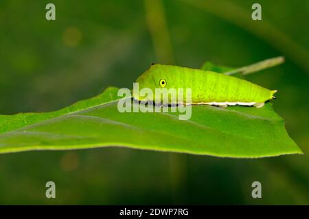 Immagine di Green Common Jay caterpillar (Graphium doson evemonides) su foglia verde. Insetto. Insetto. Animale. Foto Stock