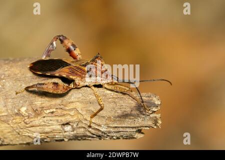 Immagine di Cugnolo, Acanthocoris sordidus (Coreidae) su rami secchi. Animale di insetto. Foto Stock